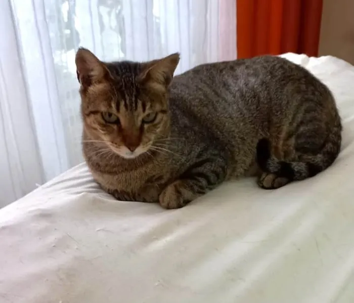 Gato ra a Srd idade 1 ano nome Stella tigrada ruiva