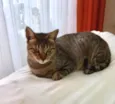 Stella tigrada ruiva