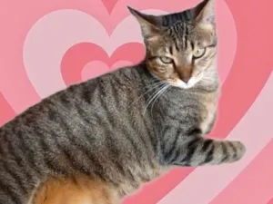 Gato raça Srd idade 1 ano nome Stella tigrada ruiva