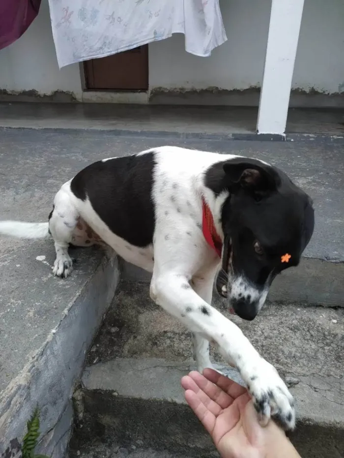 Cachorro ra a Não sei idade 3 anos nome Peteca