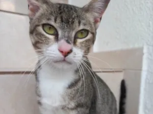 Gato raça Srd idade 7 a 11 meses nome Colete pequeninha 