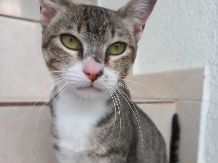 Gato raça Srd idade 7 a 11 meses nome Colete pequeninha 