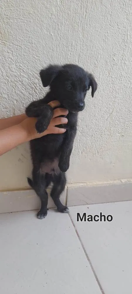 Cachorro ra a Sem raça definida  idade 2 a 6 meses nome Filhotes