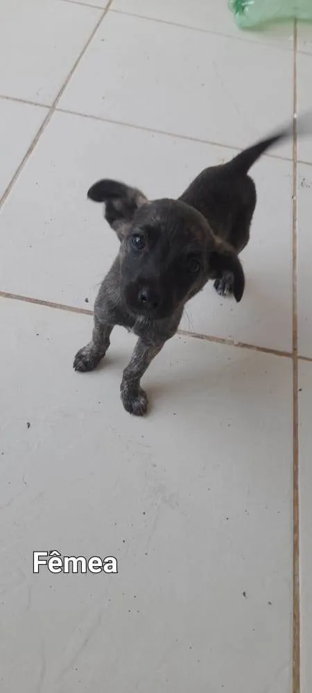 Cachorro ra a Sem raça definida  idade 2 a 6 meses nome Filhotes