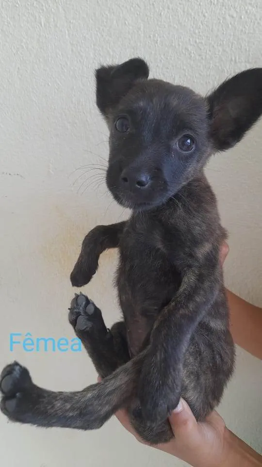 Cachorro ra a Sem raça definida  idade 2 a 6 meses nome Filhotes