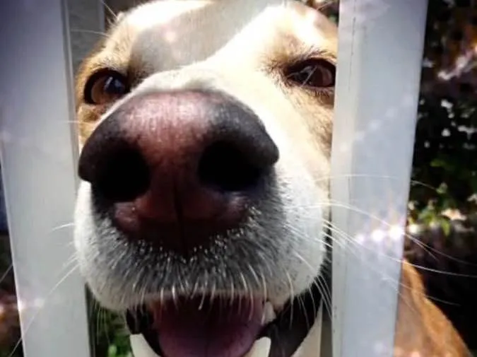 Cachorro raça Srd idade 1 ano nome Trovão 