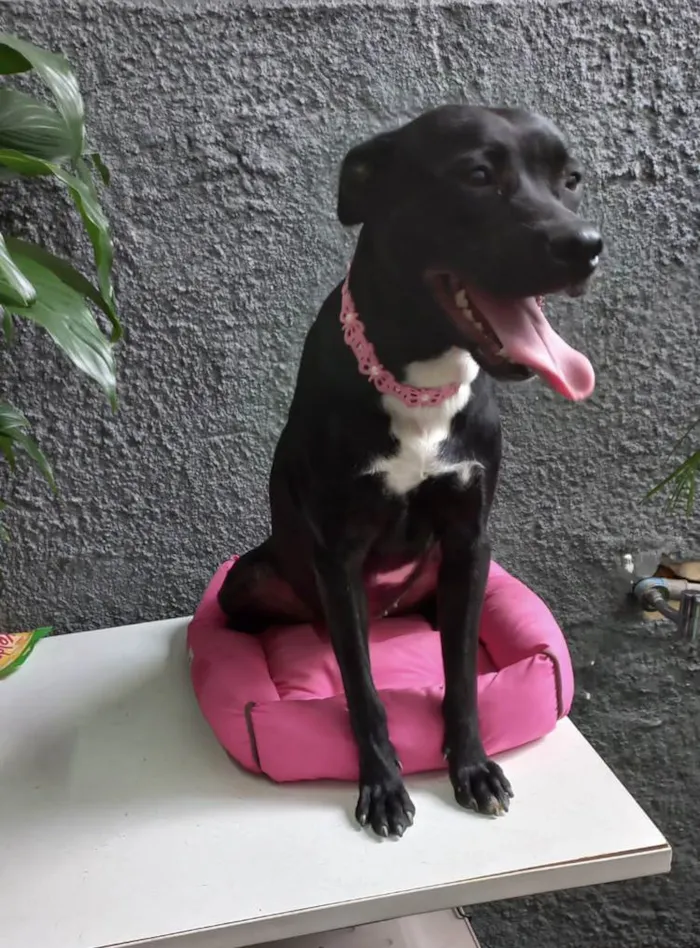 Cachorro raça Srd idade 7 a 11 meses nome Alina bb10meses 