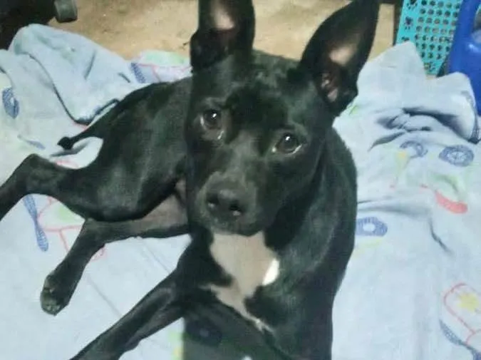 Cachorro raça Srd idade 7 a 11 meses nome Alina bb10meses 