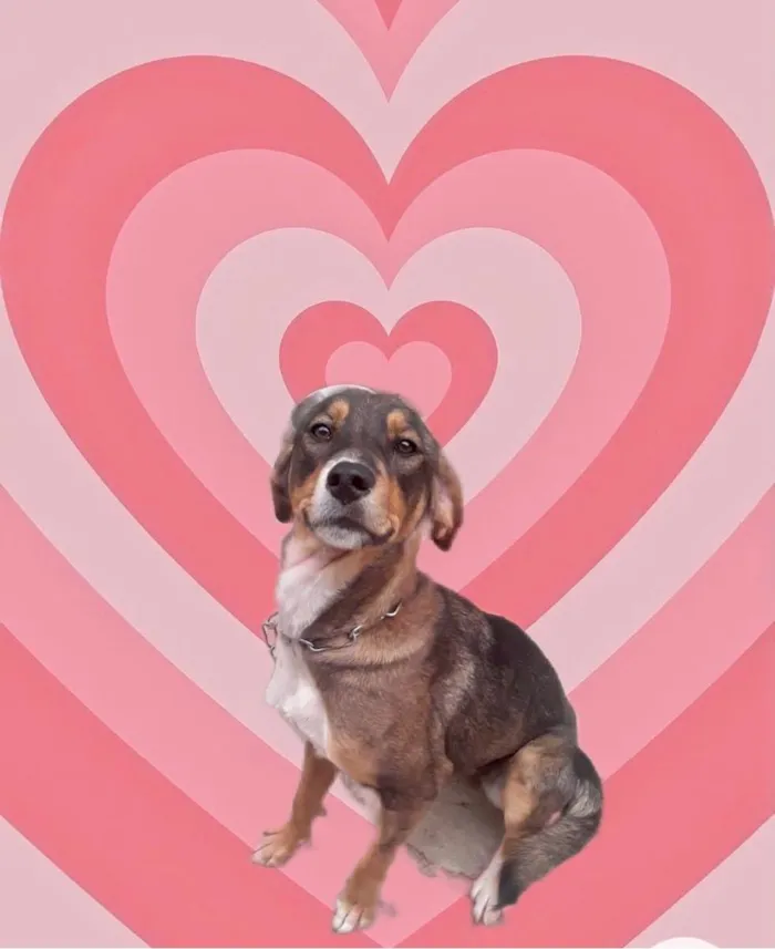 Cachorro raça Srd idade 7 a 11 meses nome Carly porte Pequeno 