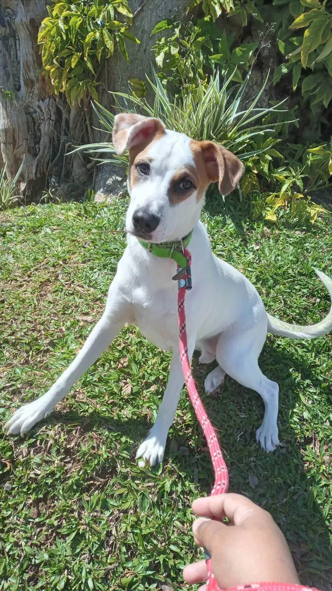 Cachorro ra a Vira lata idade 7 a 11 meses nome Branquelo