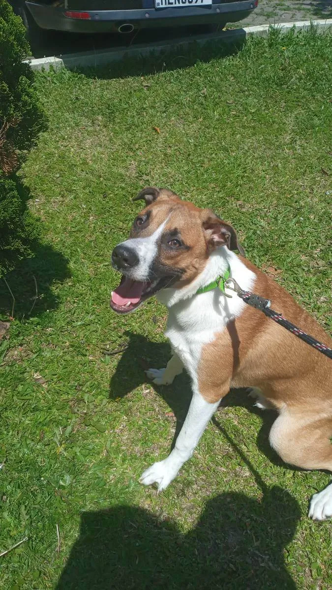 Cachorro ra a Vira lata idade 7 a 11 meses nome Cremoso 