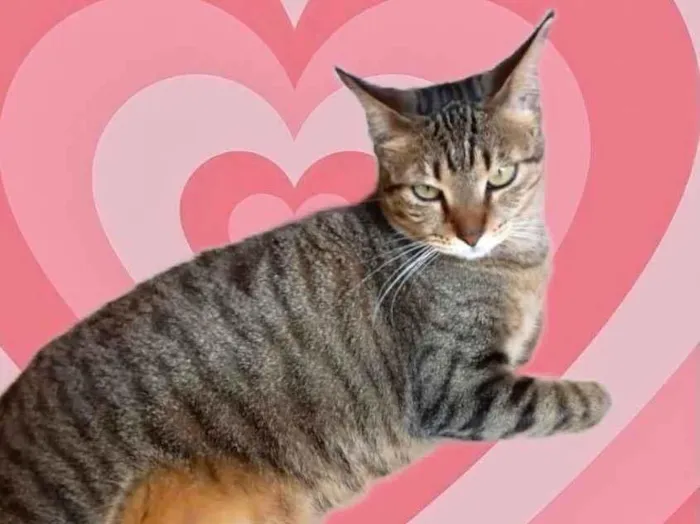 Gato ra a Srd idade 1 ano nome Stella tigrada ruiva