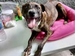 Cachorro raça Pinscher mix srd  idade 7 a 11 meses nome Molly 10meses porteP