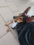 Pincher 