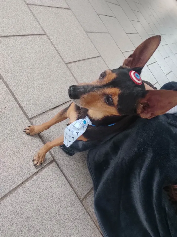 Cachorro ra a Pincher  idade  nome Pincher 
