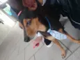 Pincher 