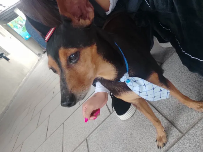 Cachorro ra a Pincher  idade  nome Pincher 