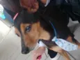 Pincher 