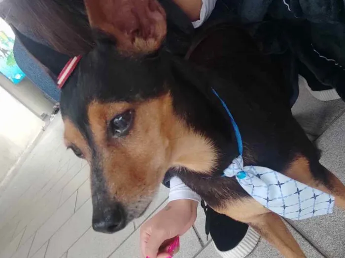 Cachorro ra a Pincher  idade  nome Pincher 