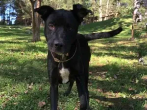 Cachorro raça srd idade 2 anos nome NECO