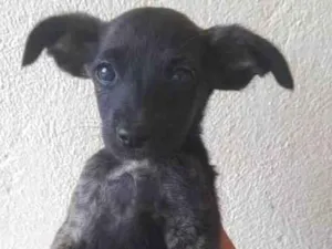 Cachorro raça Sem raça definida  idade 2 a 6 meses nome Filhotes