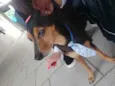 Pincher 