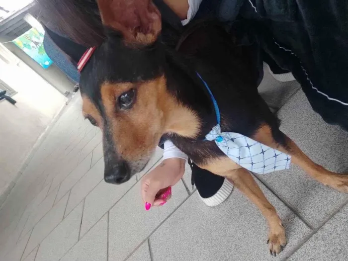 Cachorro ra a Pincher  idade  nome Pincher 