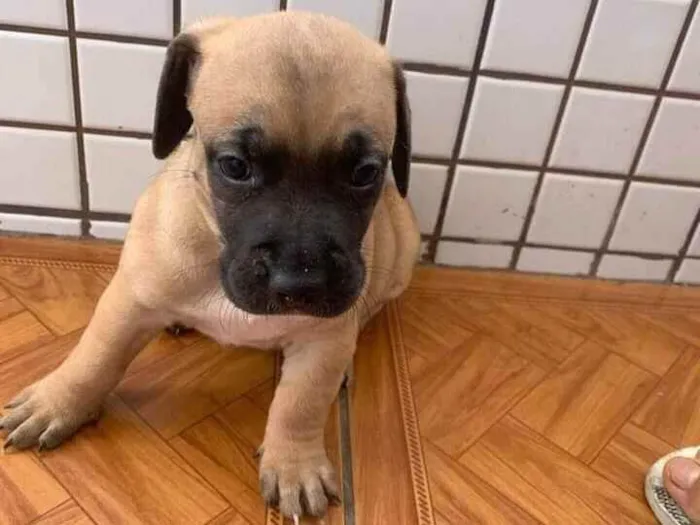 Cachorro raça  idade 2 a 6 meses nome Filhotes Sueli