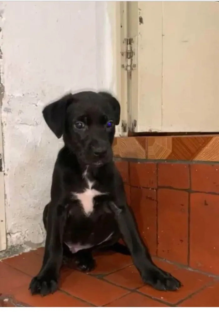 Cachorro raça  idade 2 a 6 meses nome Filhotes Sueli