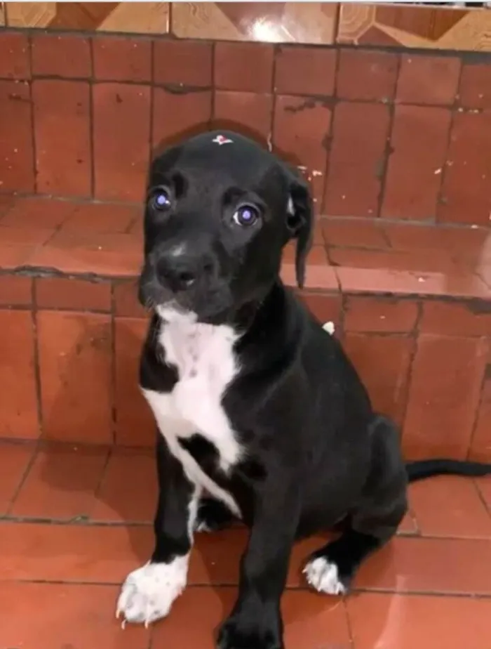 Cachorro raça  idade 2 a 6 meses nome Filhotes Sueli