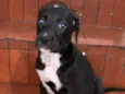 Cachorro raça  idade 2 a 6 meses nome Filhotes Sueli