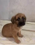 Cachorro raça  idade 2 a 6 meses nome Filhotes Sueli