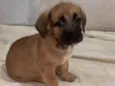 Cachorro raça  idade 2 a 6 meses nome Filhotes Sueli