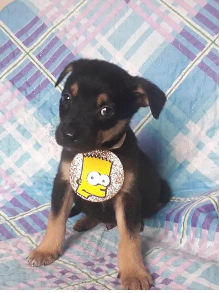 Cachorro raça  idade 2 a 6 meses nome Filhotes Sueli
