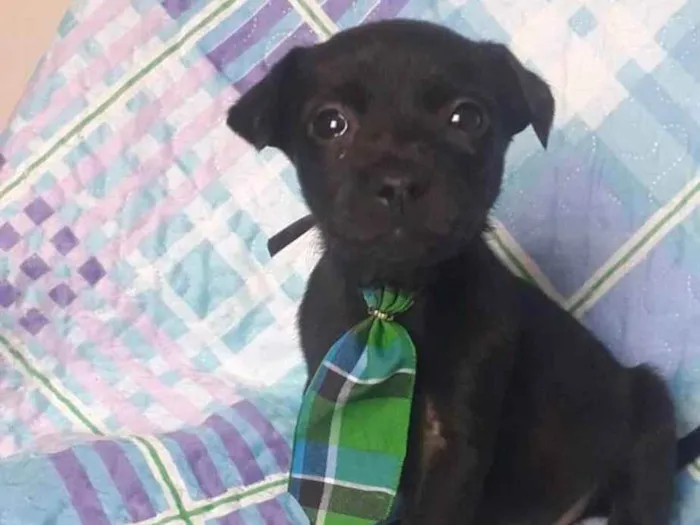 Cachorro raça  idade 2 a 6 meses nome Filhotes Sueli