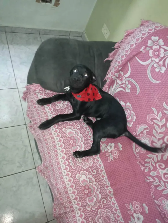 Cachorro ra a SRD idade 7 a 11 meses nome Bolt