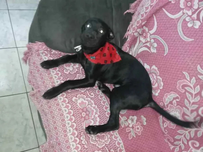 Cachorro ra a SRD idade 7 a 11 meses nome Bolt