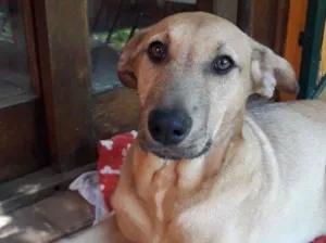 Cachorro raça Srd idade 2 a 6 meses nome Billy 