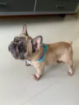Peppa