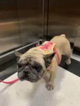 Peppa