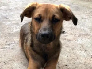 Cachorro raça Srd idade 7 a 11 meses nome Caju