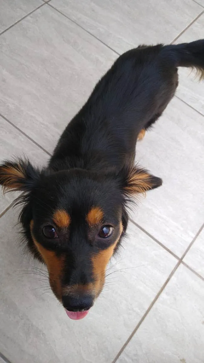 Cachorro ra a SRD idade 7 a 11 meses nome Meg