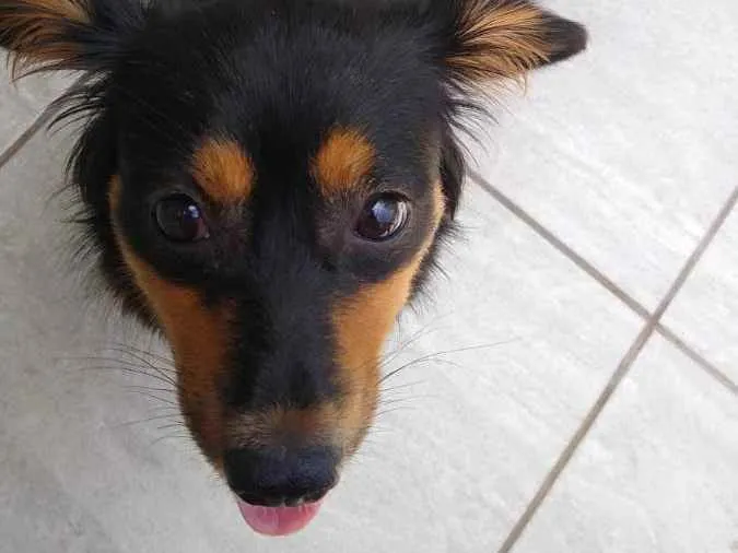 Cachorro ra a SRD idade 7 a 11 meses nome Meg