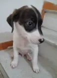 Filhotes 2 meses