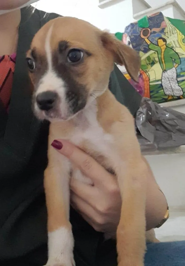 Cachorro ra a SRD idade 2 a 6 meses nome Filhotes 2 meses 