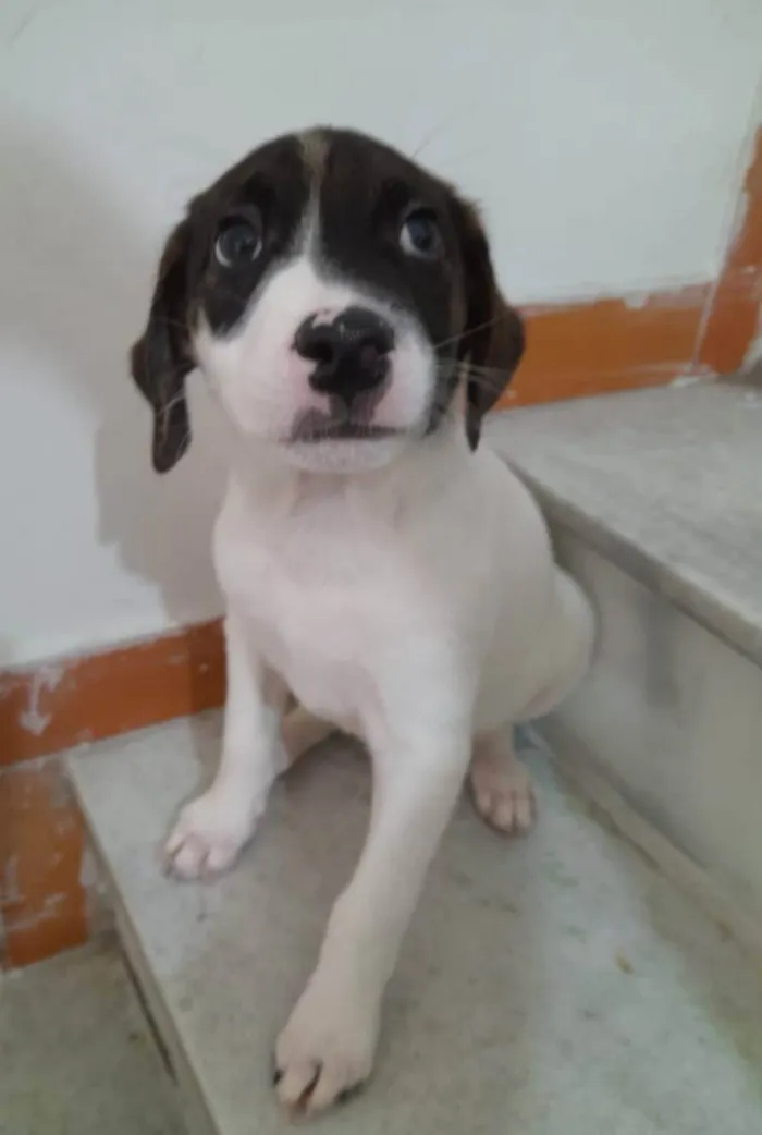 Cachorro ra a SRD idade 2 a 6 meses nome Filhotes 2 meses 