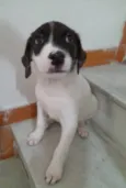 Filhotes 2 meses