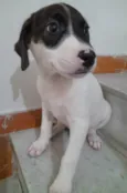 Filhotes 2 meses