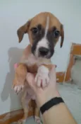 Filhotes 2 meses