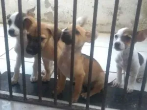 Cachorro raça Vira lata idade 2 a 6 meses nome Adoção 